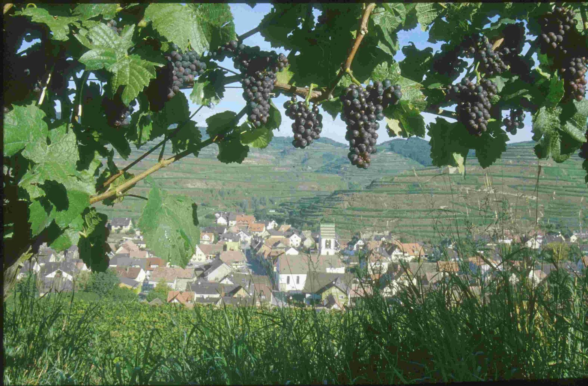 Schwarzer Adler Ξενοδοχείο Vogtsburg Ανέσεις φωτογραφία
